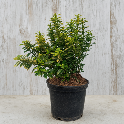 Euonymus japonicus microphyllus aurea en maceta 14 cm (Euonymus japonicus)